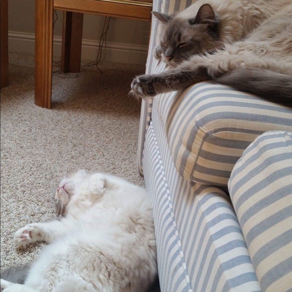 I HAVE PETS - Picture 2 of 4